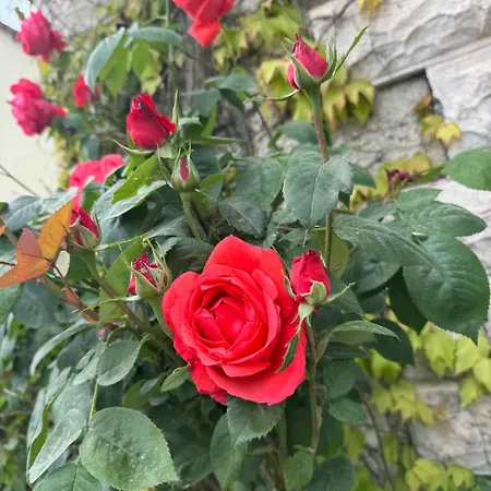 De La Vigne Bagnoles de l'Orne Normandie